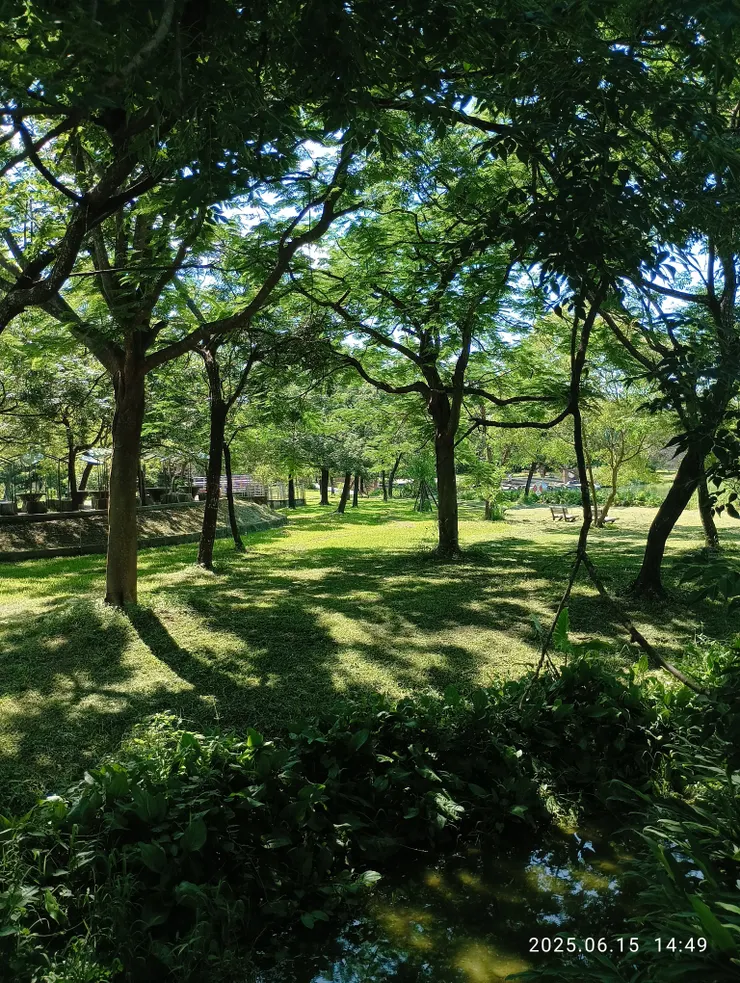 黃鸝於六堆常見，他地個人未曾遇