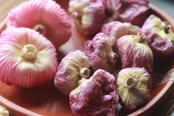 左邊為傍晚採下已蜷縮的木芙蓉花；右邊為已乾燥的木芙蓉花，可用來泡茶，有清肺涼血、清熱解渴、幫助消化、利尿消水腫、養血活血、養顏美容、消除宿醉等功效。
