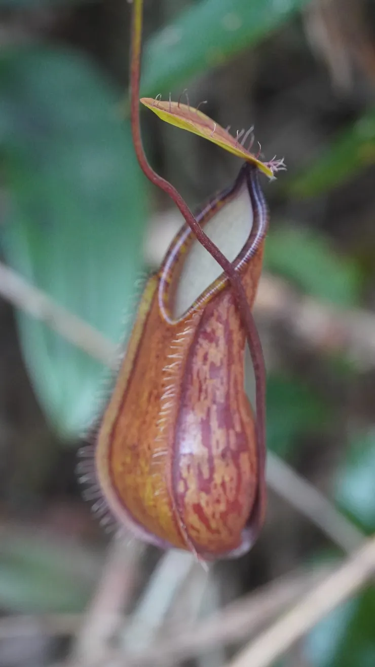 奧妙的大自然─吃葷的植物