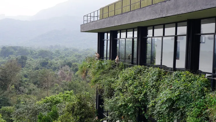 在房間外的長尾葉猴