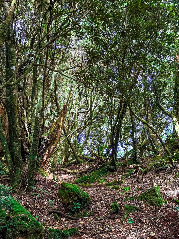 雖然爬山很辛苦，但週圍的原始的林相讓人放鬆又自在。