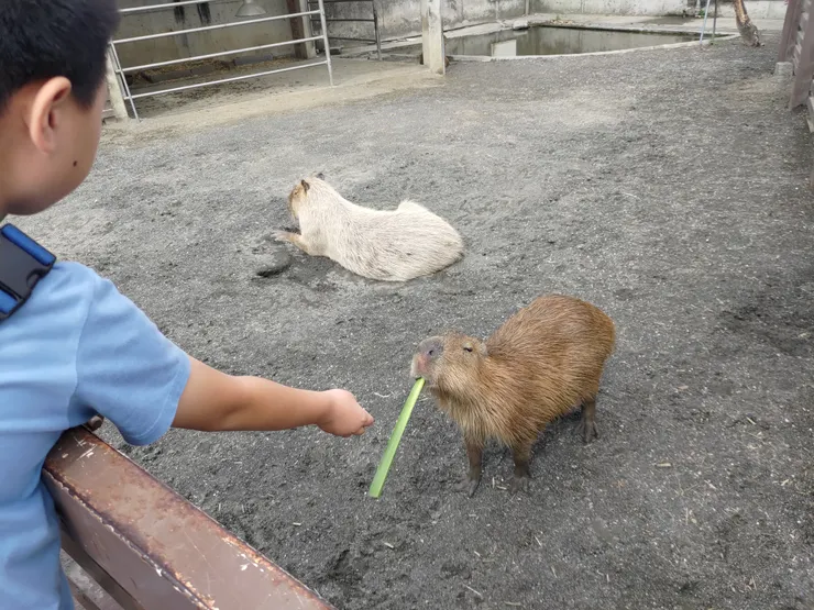 水豚君 卡皮巴拉