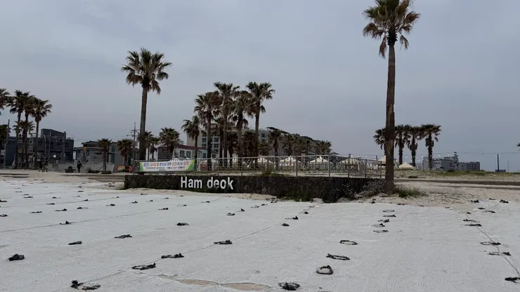 白沙需要覆蓋保護,強風下雪免遭殃。