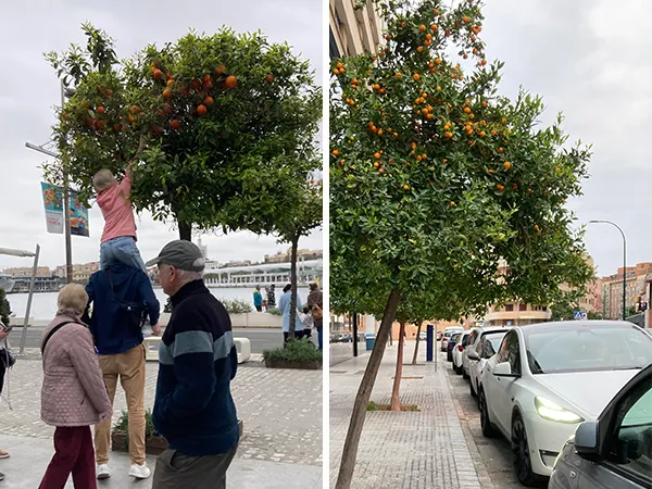 聽說路上的果實是苦的，不建議直接摘來吃