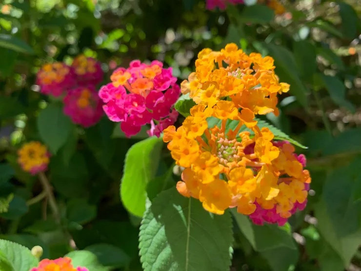 街邊花台上的花花，好美喔❤️