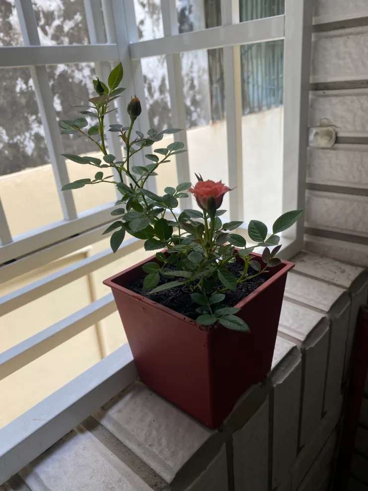 買了盆栽幾天後，多了一個小花苞💓