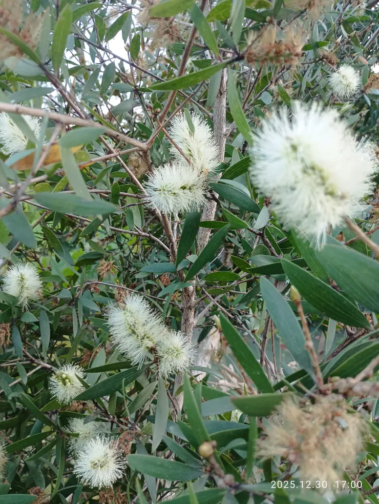 情依然逢春枯木，白千層，前來樹高大，今主幹短餘，旁生枝活；皆自拍攝