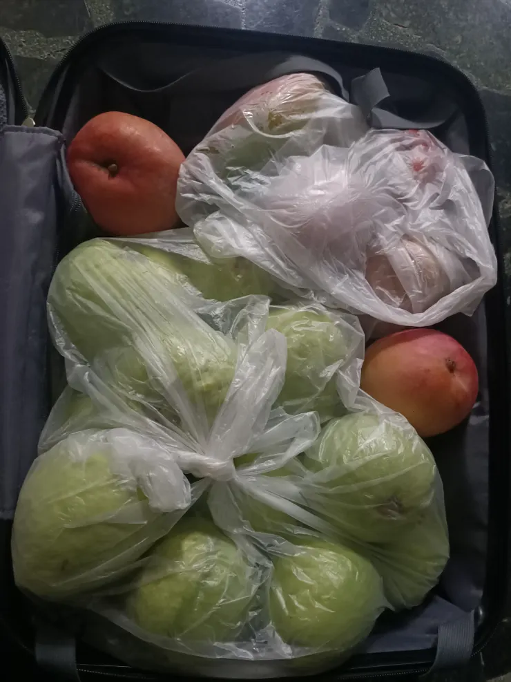 🐷又拿好多芭樂跟芒果