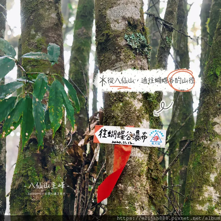 【谷關健行/住宿】谷關七雄老大。海拔2366公尺八仙山主峰。