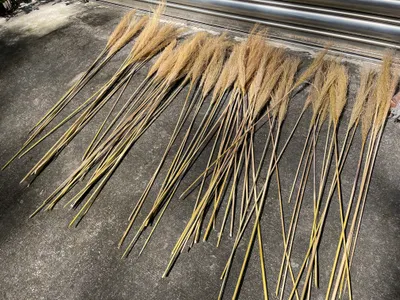 今年也要做芒草掃把！製作篇