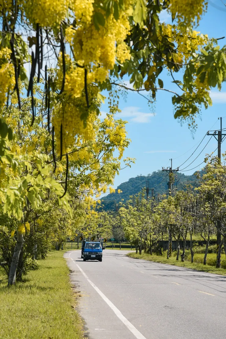 阿勃勒是193縣道夏季限定的風景。（筆者攝影）