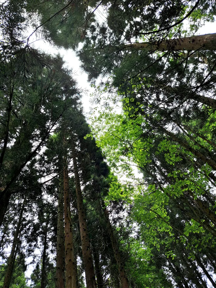 觀察樹梢的擺動/攝影:NANA濕婦