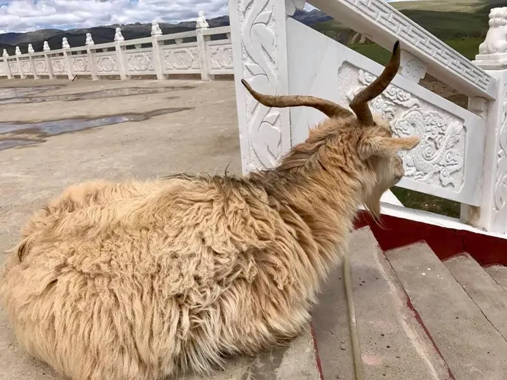 （四川亞青寺）