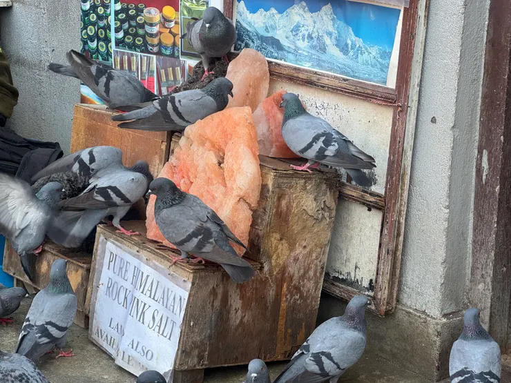 店家將整塊鹽岩放在門口讓鴿子享用。