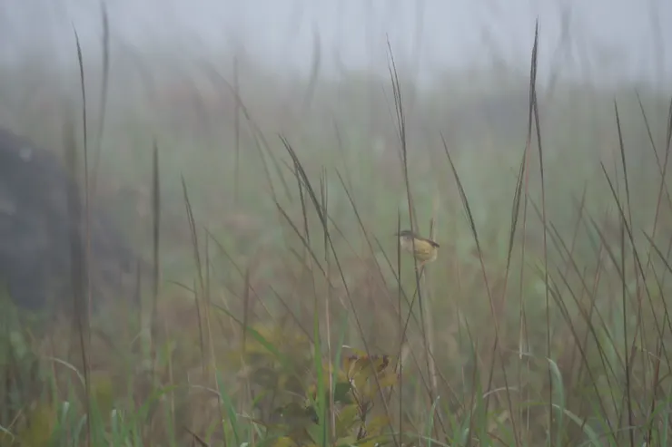 上一次濃霧之日到訪，勉強拍到黃腹鷦鶯