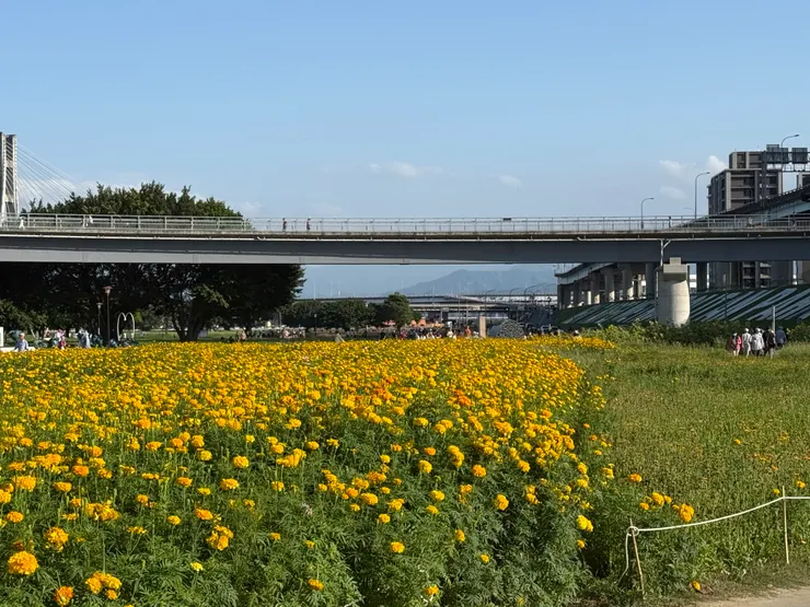 2026/04/26 遠處看花海