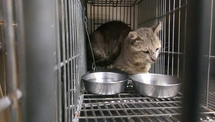 藍貓以後要叫你神貓了！