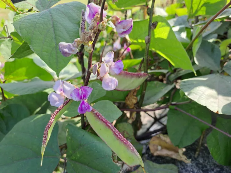 堤岸旁的蔬菜紫花鵲豆