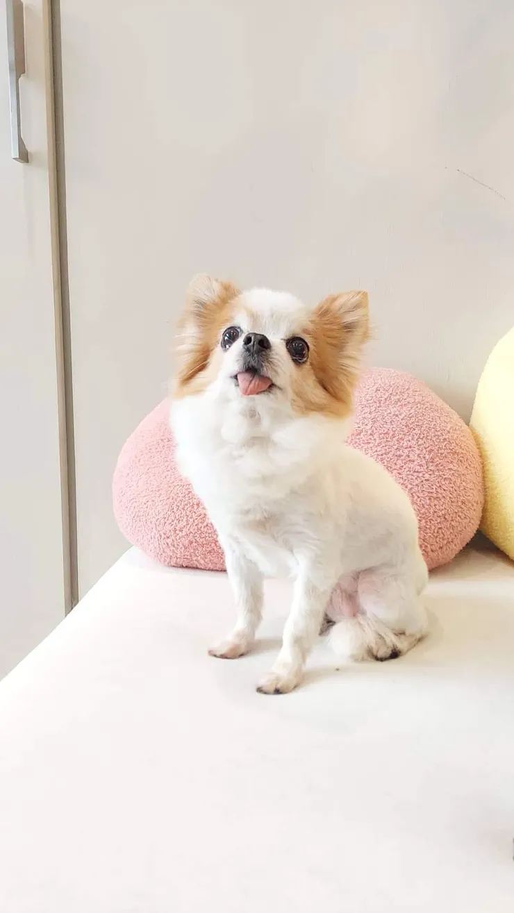 蜜蜜(Mimi)老小姐,親愛的老小姐,想你了