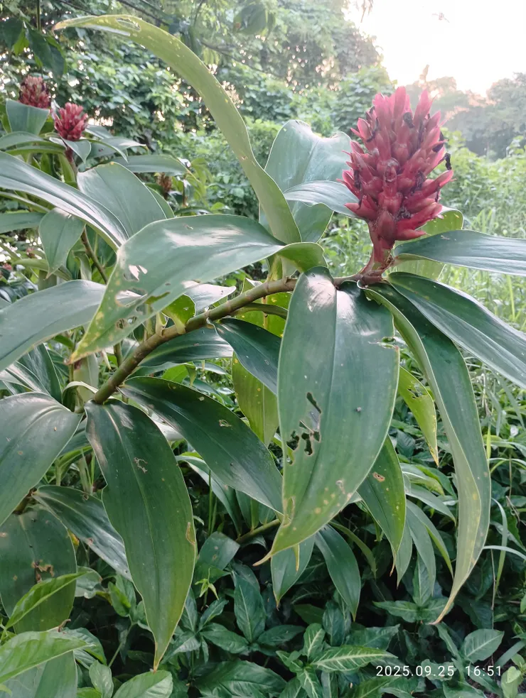 閉鞘薑俗稱土地公的柺杖，開紅花