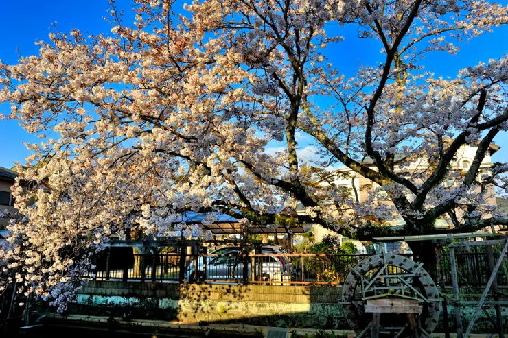 【蓮沼川畔的櫻花】