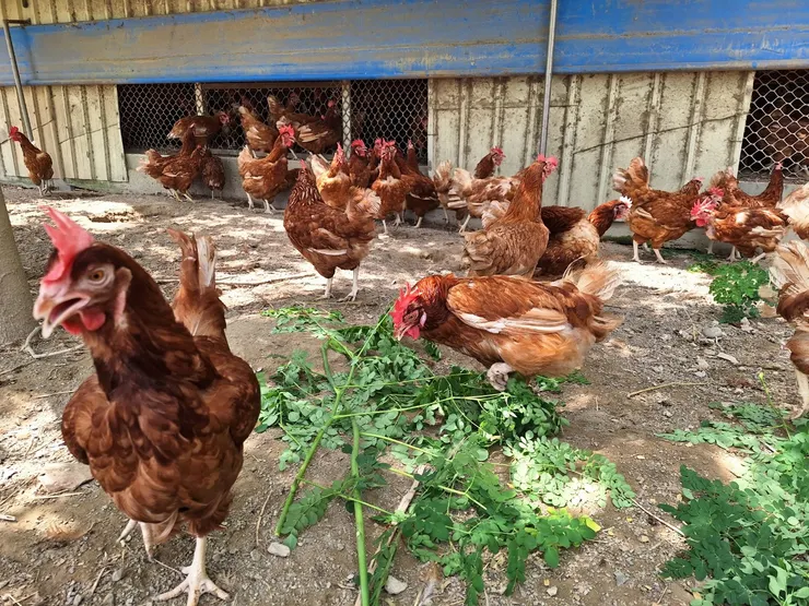 吃著葉子、在戶外活動的雞群