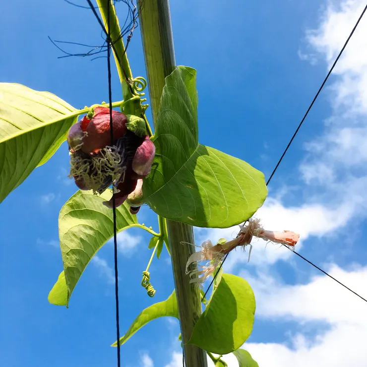 攝於 綠屋頂實驗農場