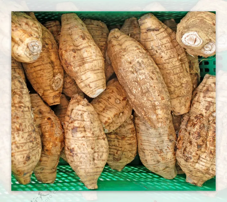 粉葛圖(網路圖片)