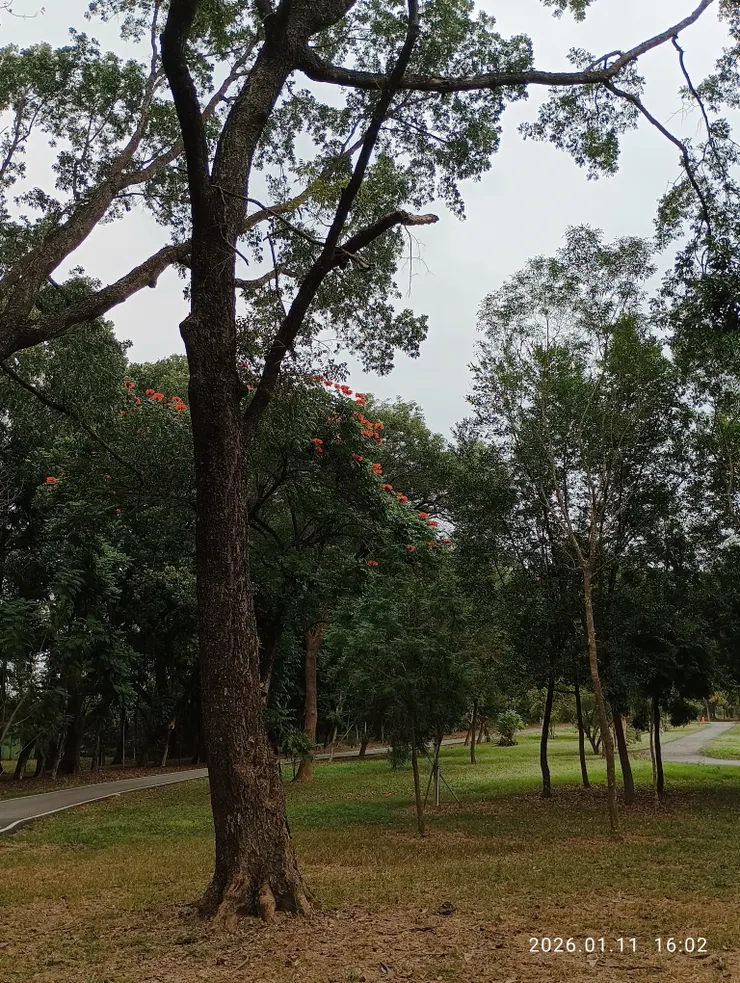 林謝花了情幾重，皆自拍攝