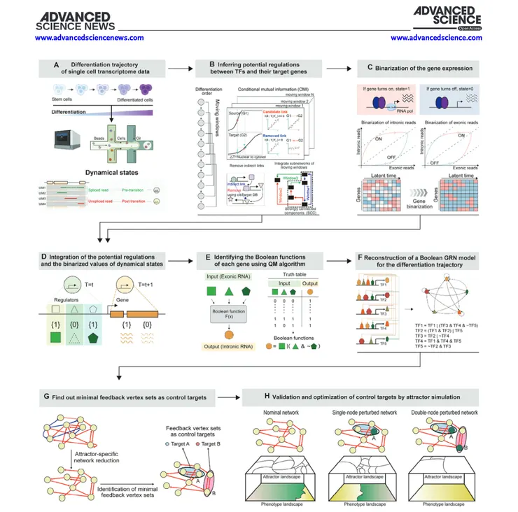 引用自 Advanced Science / (圖) 說明 BENEIN 如何對確定的控制目標進行最模擬和驗證