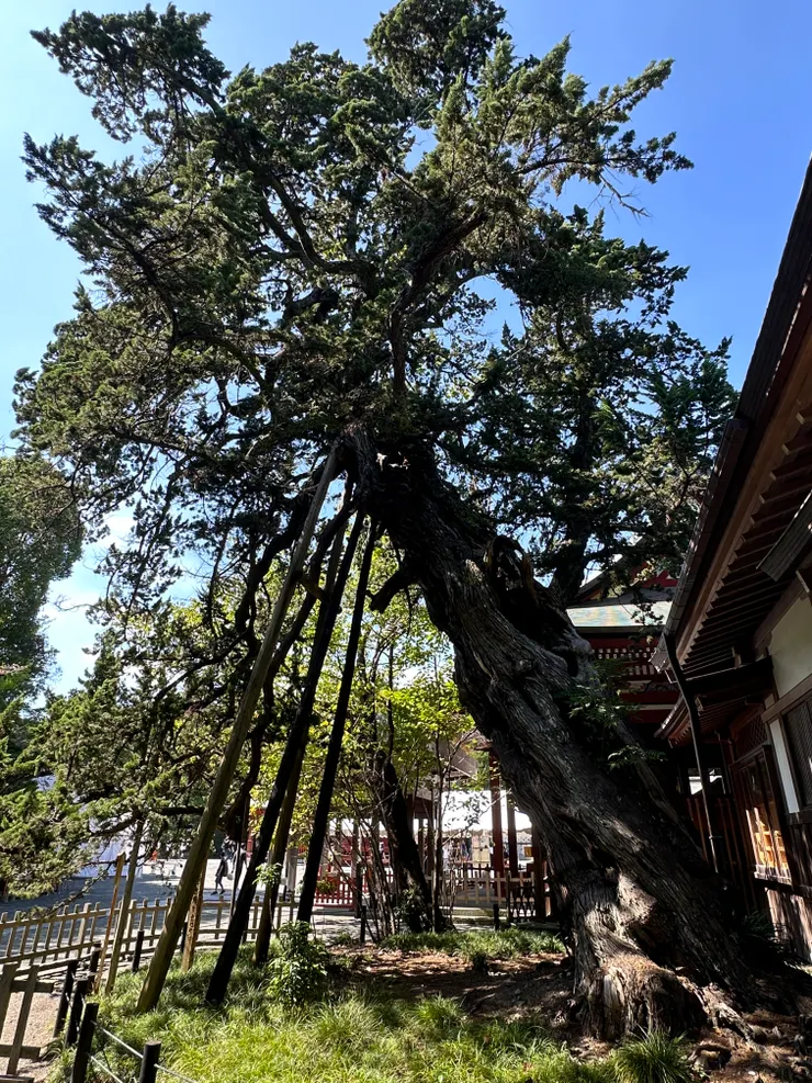 看起來快倒了架著支架的樹對我說話