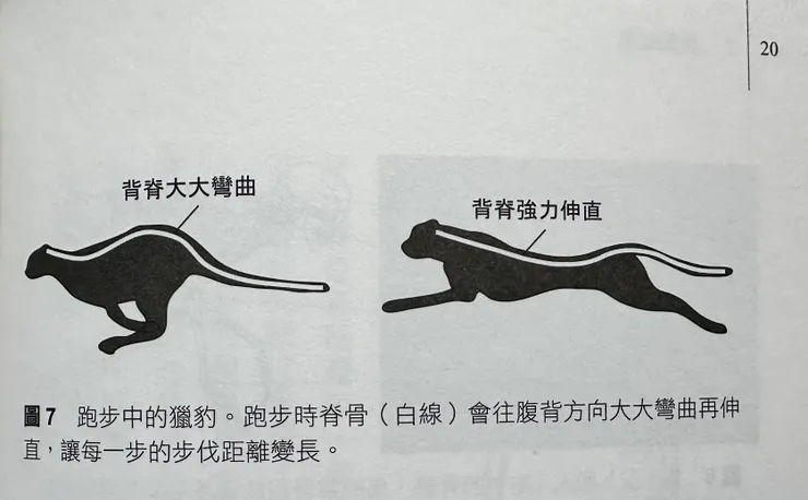 取自《鴿子為什麼要邊走邊搖頭？》第20頁