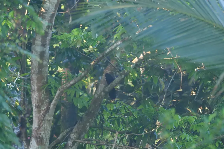 身體深色，反顯出嘴巴的綠