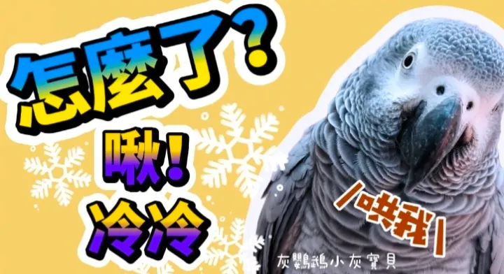圖片來源：YouTube 灰鸚鵡小灰寶貝