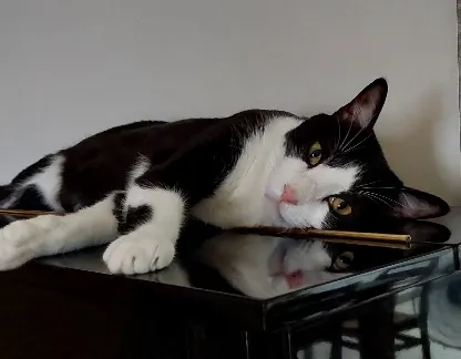 鋼琴上，是Rich最愛窩的地點