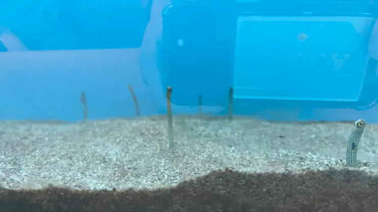 伸頭出來的感覺很可愛。