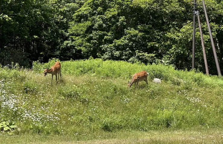 這次行程中第一次看到野生的鹿