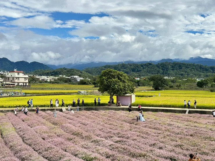 新竹關西仙草一分田