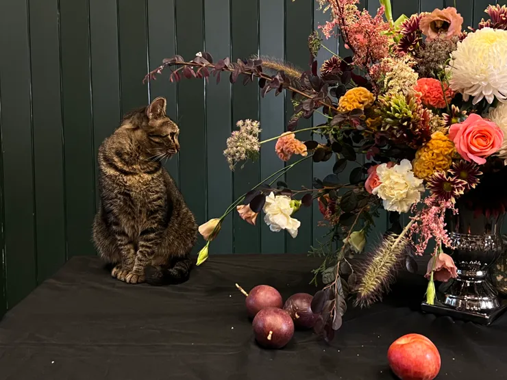 每天有花可賞的店貓湯圓