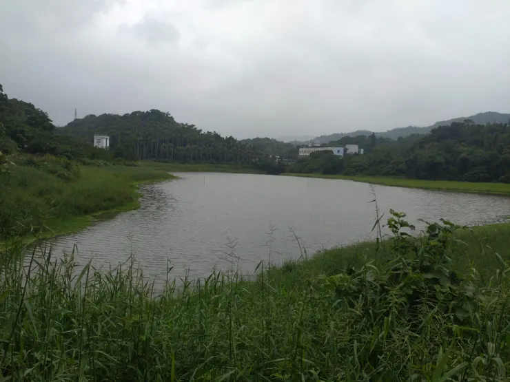 賞鳥平台上看東新陂1