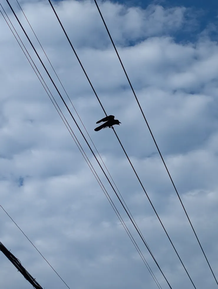 這裡的烏鴉真多