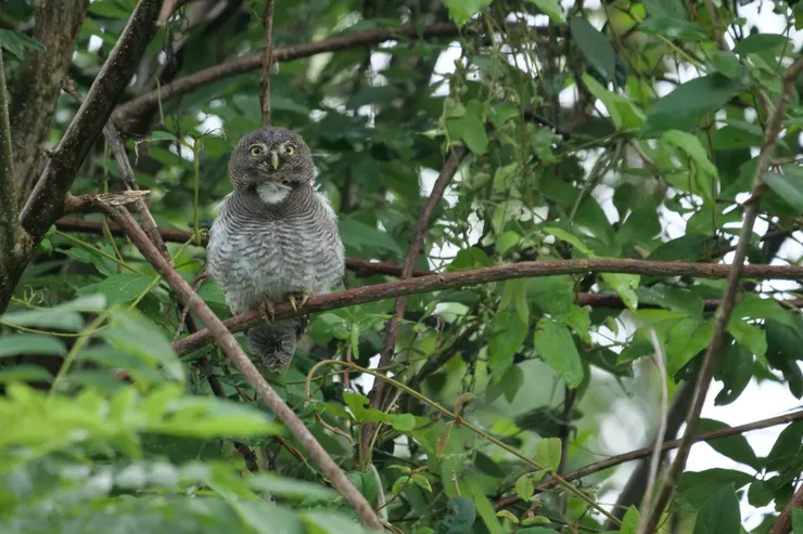 Jungle Owlet