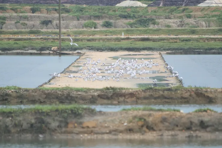 數值不盡的燕鷗