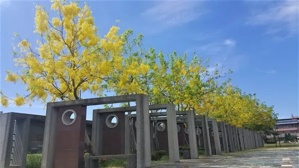 每年盛夏是阿勃勒盡情展現風華的時節