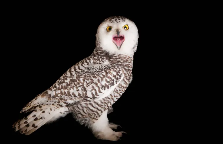 這個叫雪鵠（股），嗯，覺得有點笨頭笨腦的風情.......