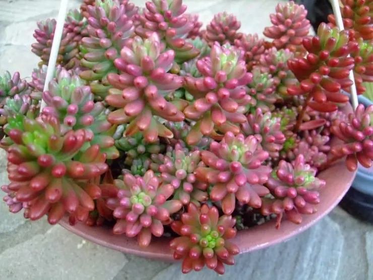 虹之玉(Sedum rubrotinctum)