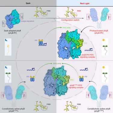 光敏素B如何幫助植物看見光。圖片來源:Cell