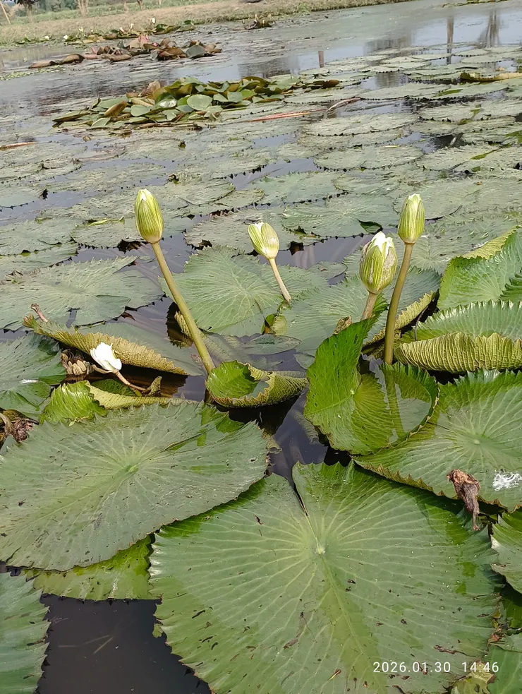 雨添蓮色轉新碧，皆自拍攝