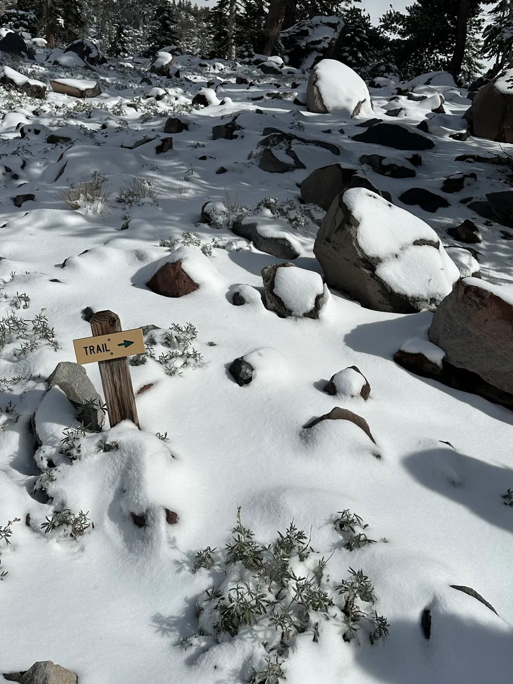 Nyu 新的靈感嗎？