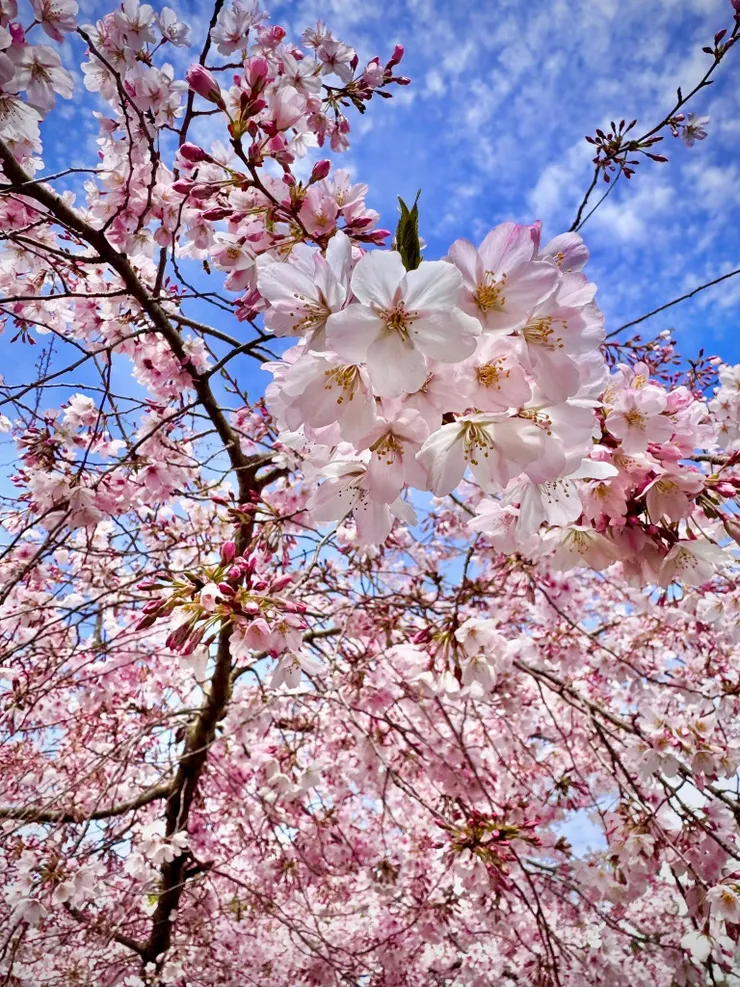 以南半球的春櫻祝各位讀者中秋節快樂